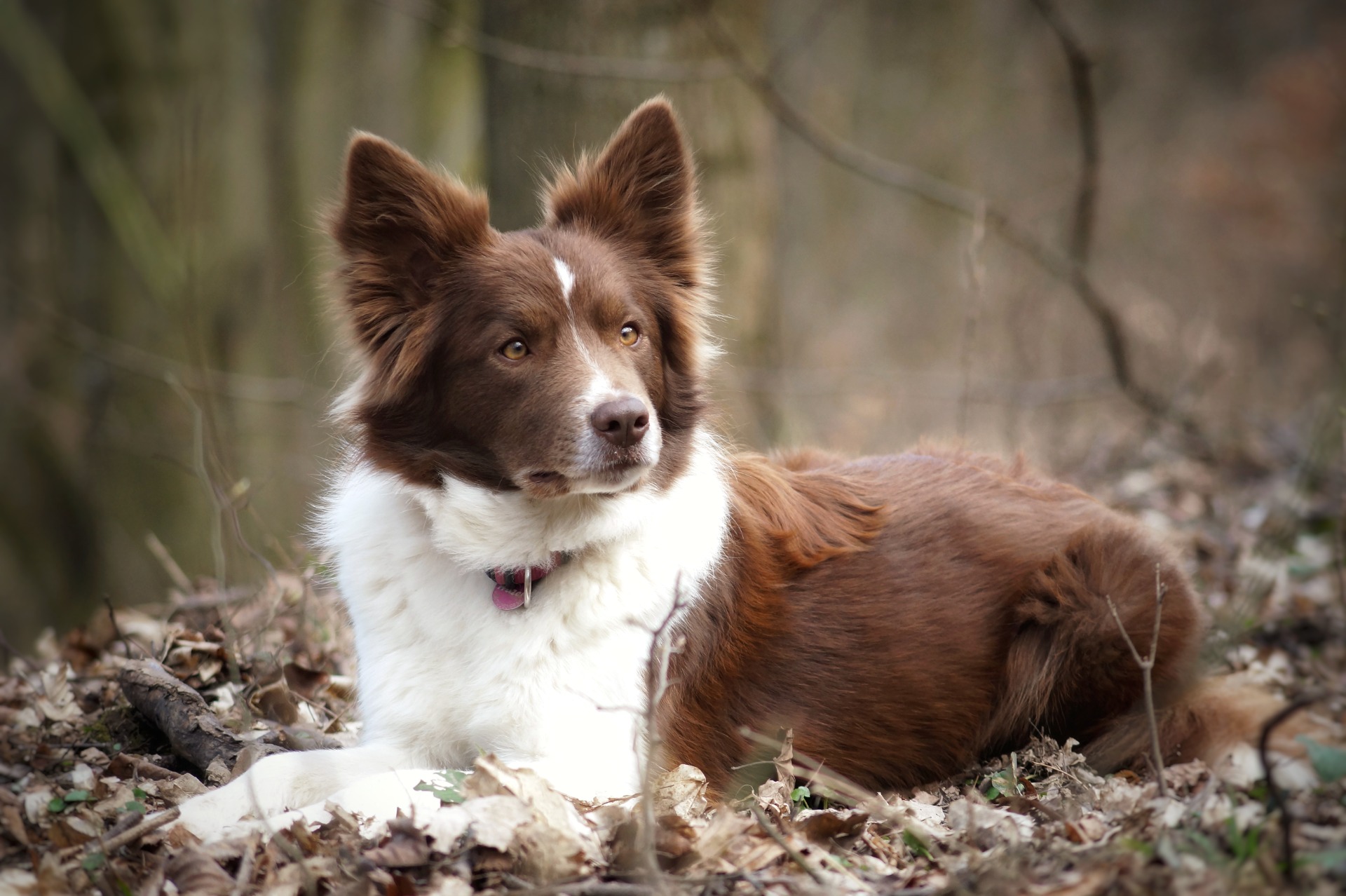 Bella My Blue Heaven Borders 