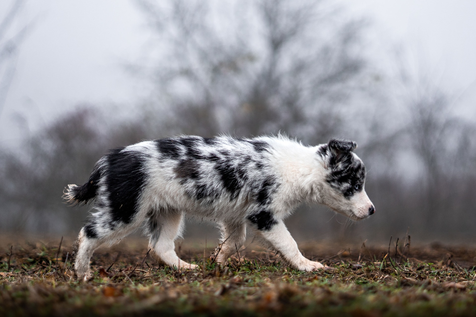 Life By Grace Fairy (Co-Own)